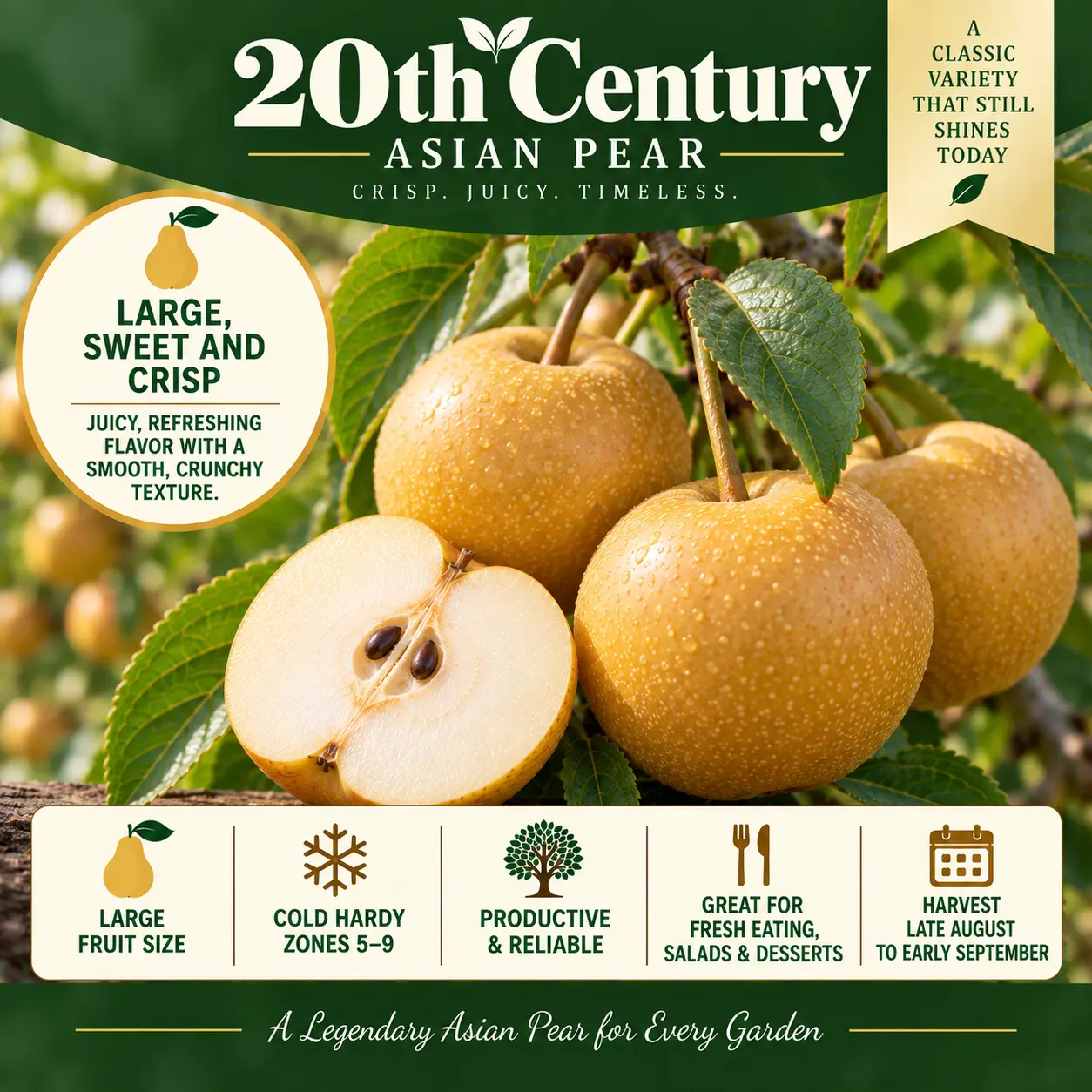 20th Century Asian Pear — Pears